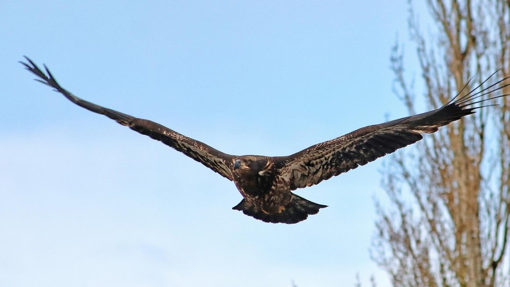 Kilnusis erelis – vienas galingiausių plėšriųjų paukščių