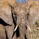 Kodėl dramblys turi dideles ausis? Jų paskirtis ir reikšmė