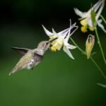 Kolibris: kas tai per paukštis ir kuo jis ypatingas