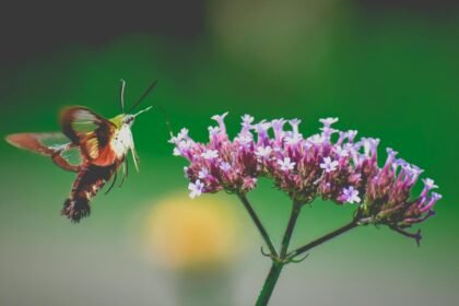 Kolibris ar drugys? Ilgaliežuvis sfinksas ir jo panašumas į kolibrį
