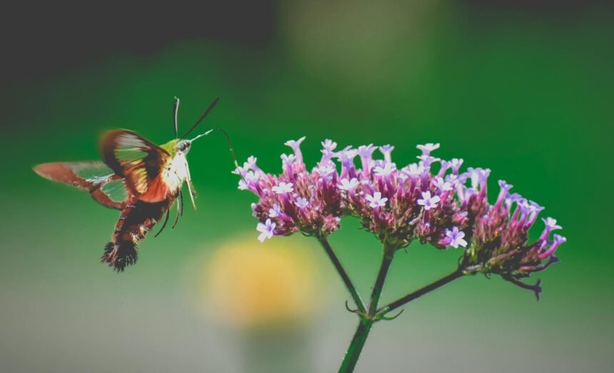 Kolibris ar drugys? Ilgaliežuvis sfinksas ir jo panašumas į kolibrį