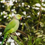 Kramerio papūga: savybės ir laikymas namuose