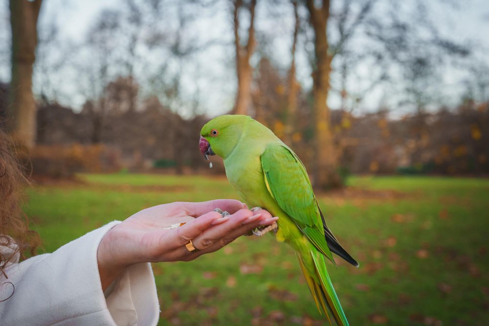 Spalvingas ir protingas namų paukštis