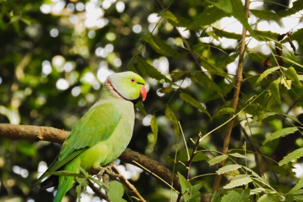 Kramerio papūga: savybės ir laikymas namuose