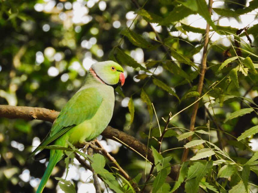Kramerio papūga: savybės ir laikymas namuose