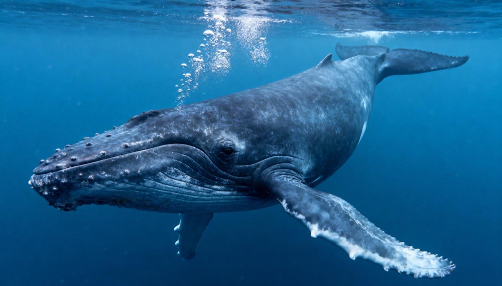 Kuo minta mėlynasis banginis ir kaip jis gyvena