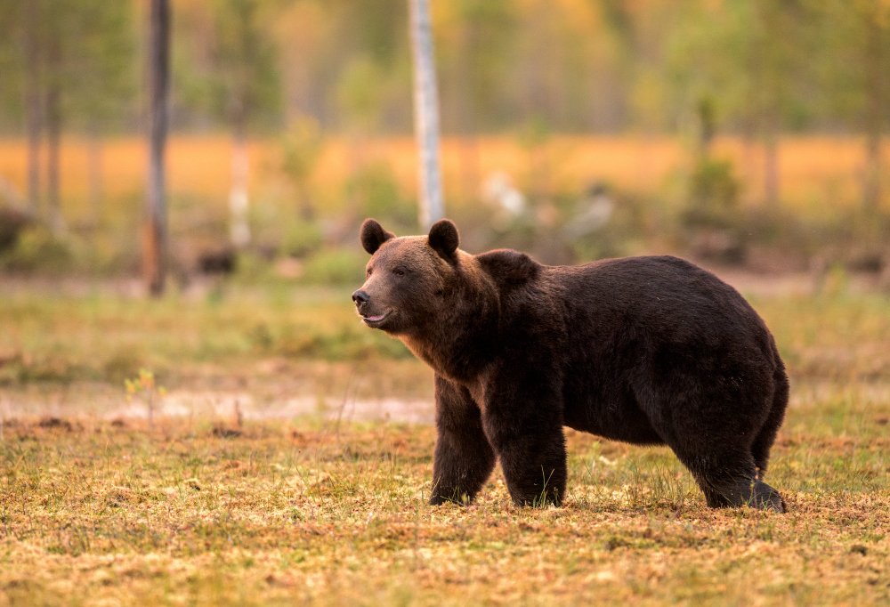 Kur Lietuvoje dažniausiai pastebimos meškos