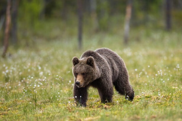 Kiek meškų yra Lietuvoje: populiacija ir ar jos čia gyvena