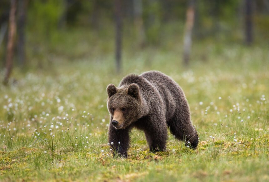 Kiek meškų yra Lietuvoje: populiacija ir ar jos čia gyvena