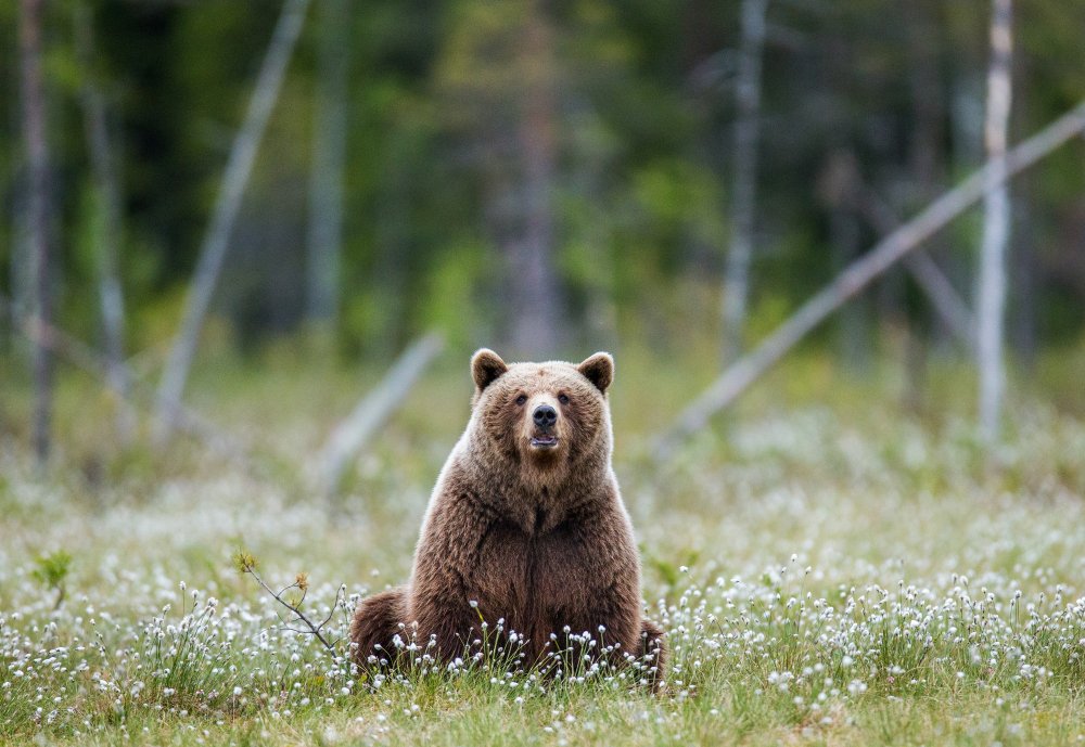 Kaip gyvena meškos: svarbiausi faktai apie jų mitybą, buveines ir greitį