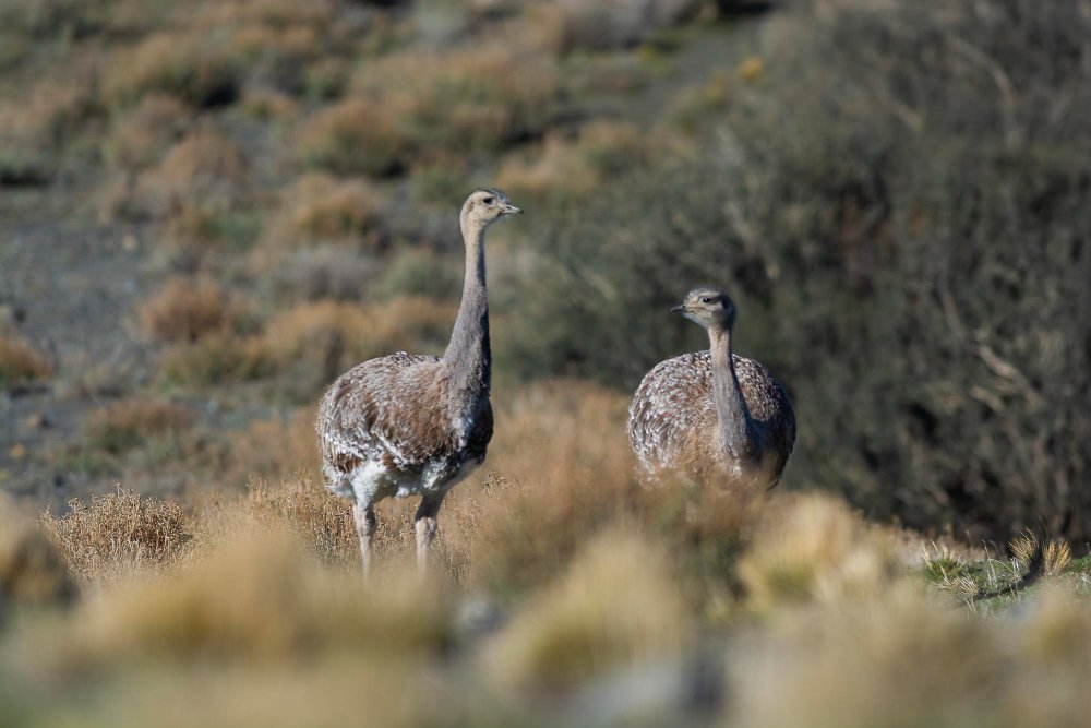 Kaip atrodo nandu ir kuo jis skiriasi išvaizda
