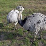 Nandu (Pietų Amerikos „strutis“): kuo jis skiriasi nuo afrikinio stručio?