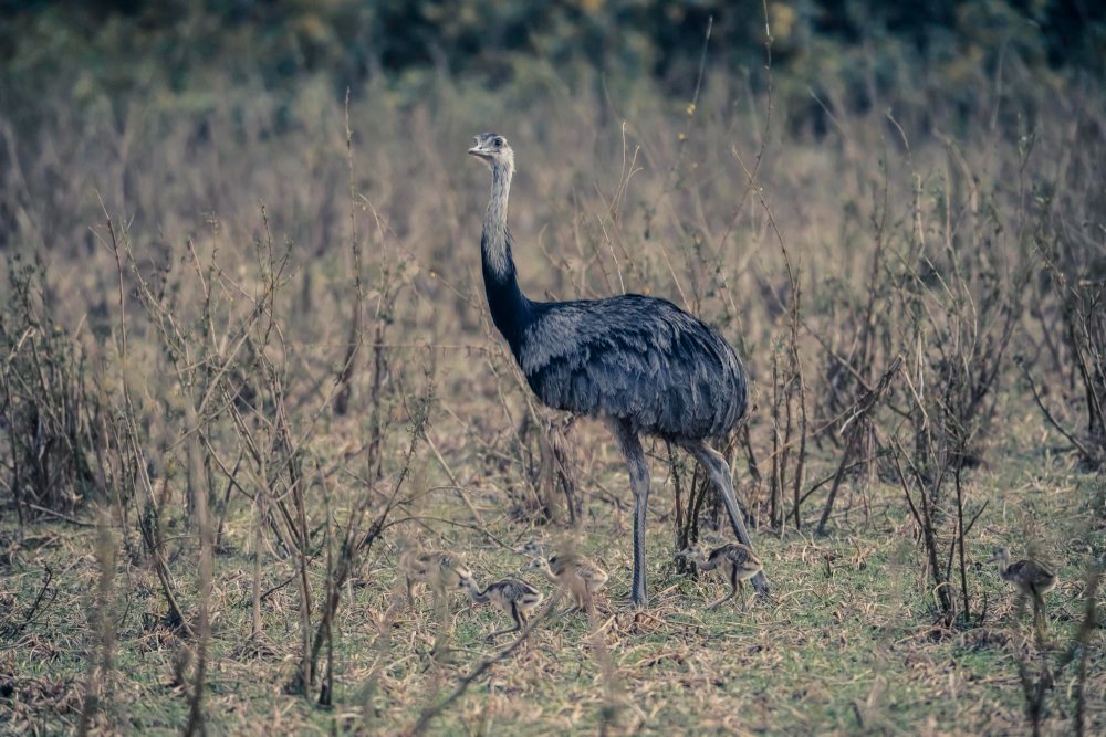 Kuo minta nandu ir kaip skiriasi nuo stručio