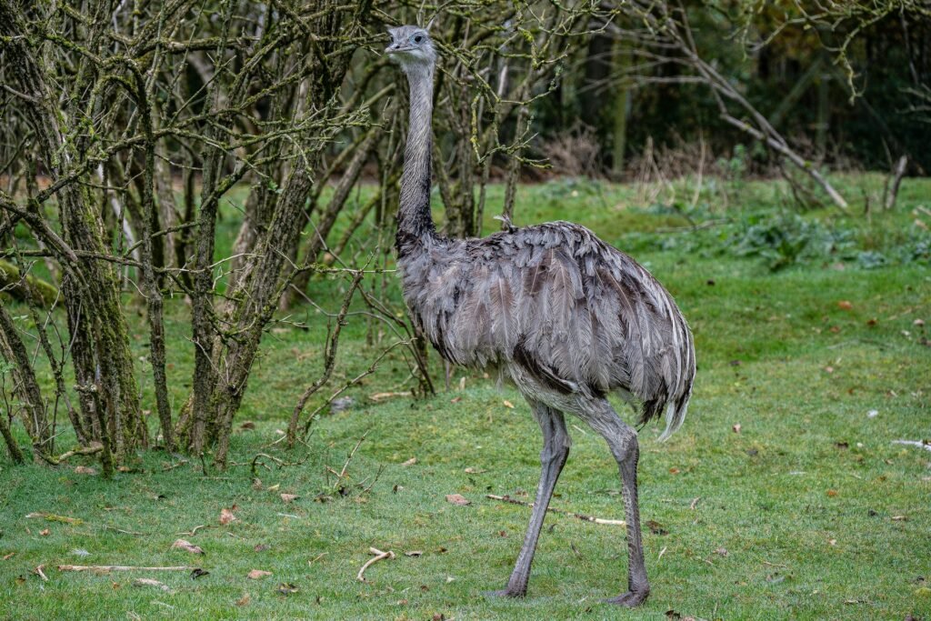 Nandu – mažesnis, bet ne mažiau įspūdingas nei strutis