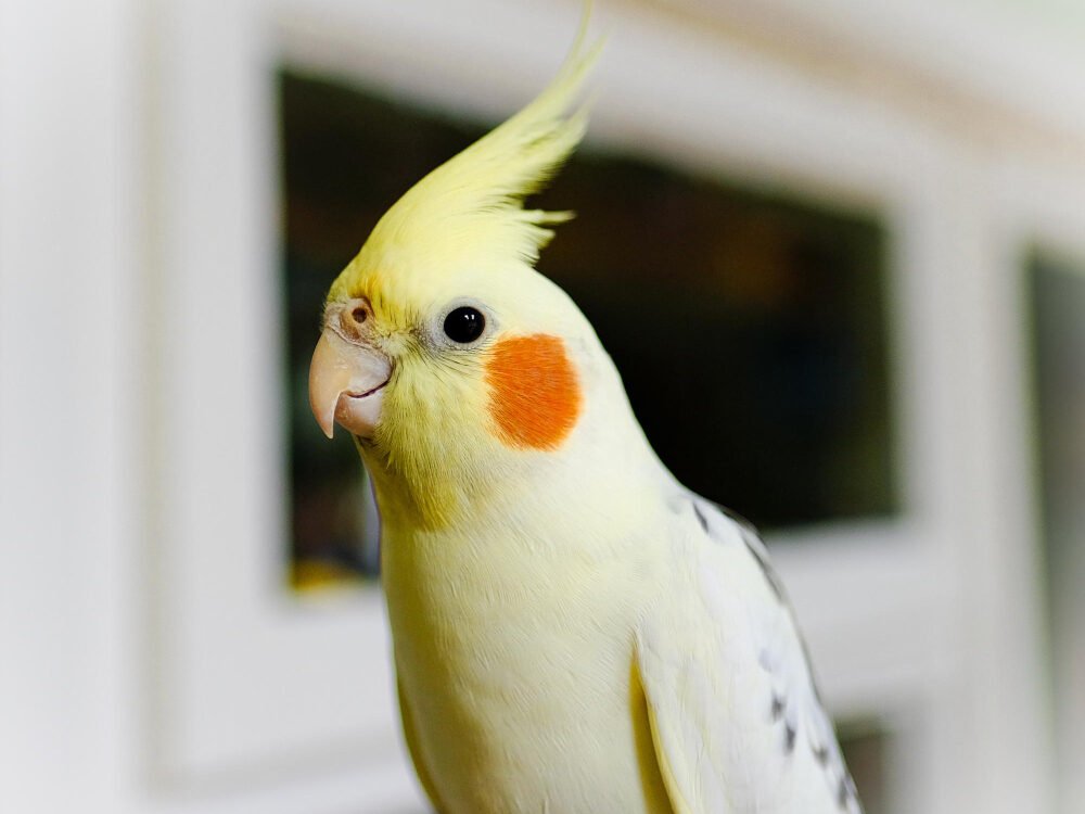 Nimfa papūgos laikymo sąlygos namuose
