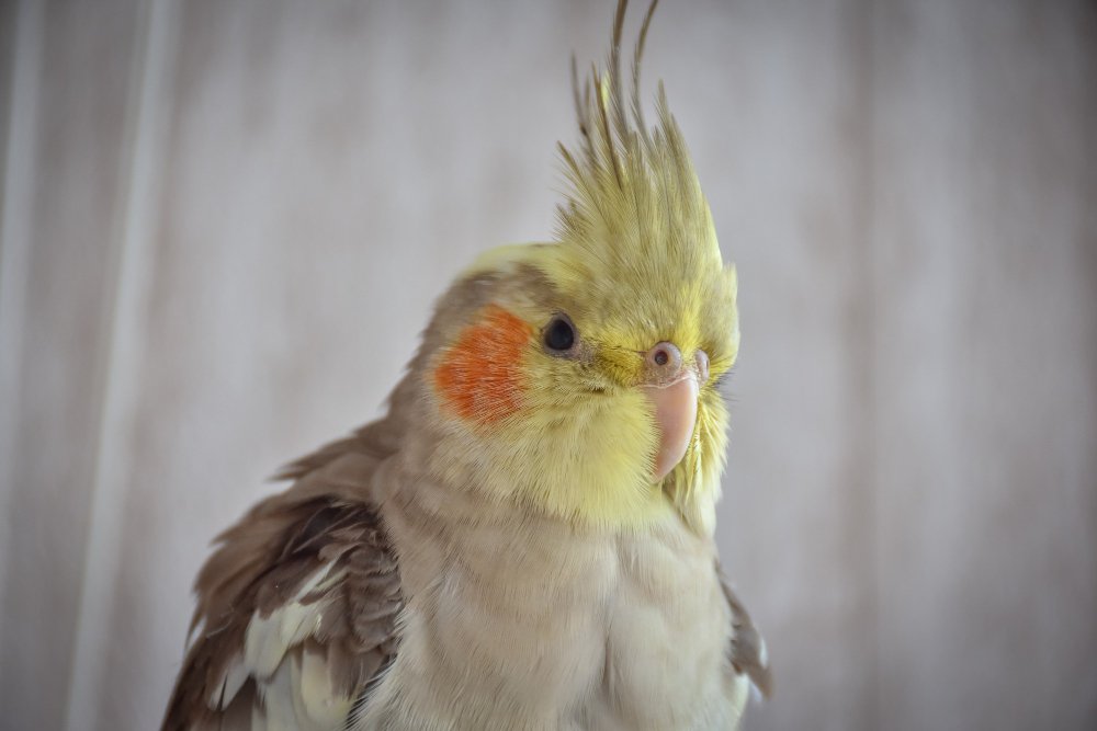 Nimfa papūgos charakteris ir elgsena