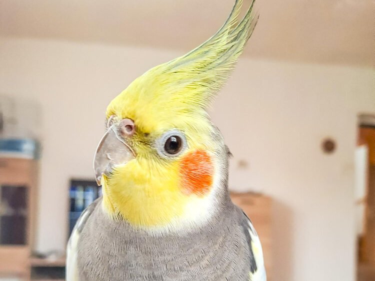 Papūgų mityba ir kasdienė priežiūra