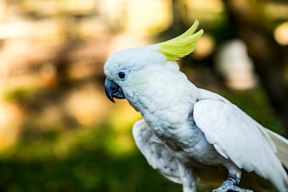 Didesnės papūgos rūšys, kurias galima laikyti Lietuvoje