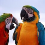 Papūgos Lietuvoje: kokias rūšis galima laikyti namuose?