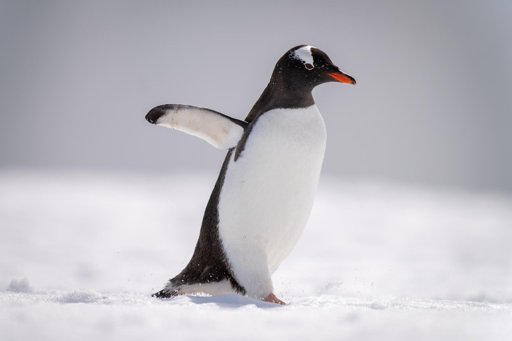 Pingvinai – daugiau nei tik „mieli paukščiai“