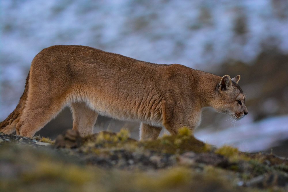 Puma ir žmogus: pavojus ar nepagrįsta baimė?