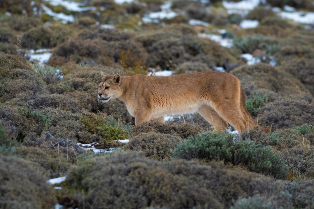 Pumos elgsena ir socialinė struktūra