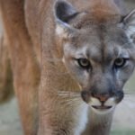 Puma (gyvūnas): rūšis, paplitimas ir gyvenimo būdas