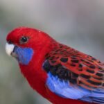 Rozela papūga: spalvos ir charakteris