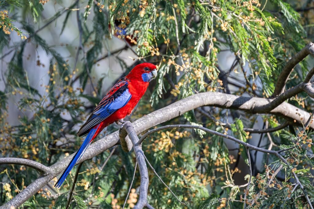Ar rozela papūga tinka kaip augintinis?