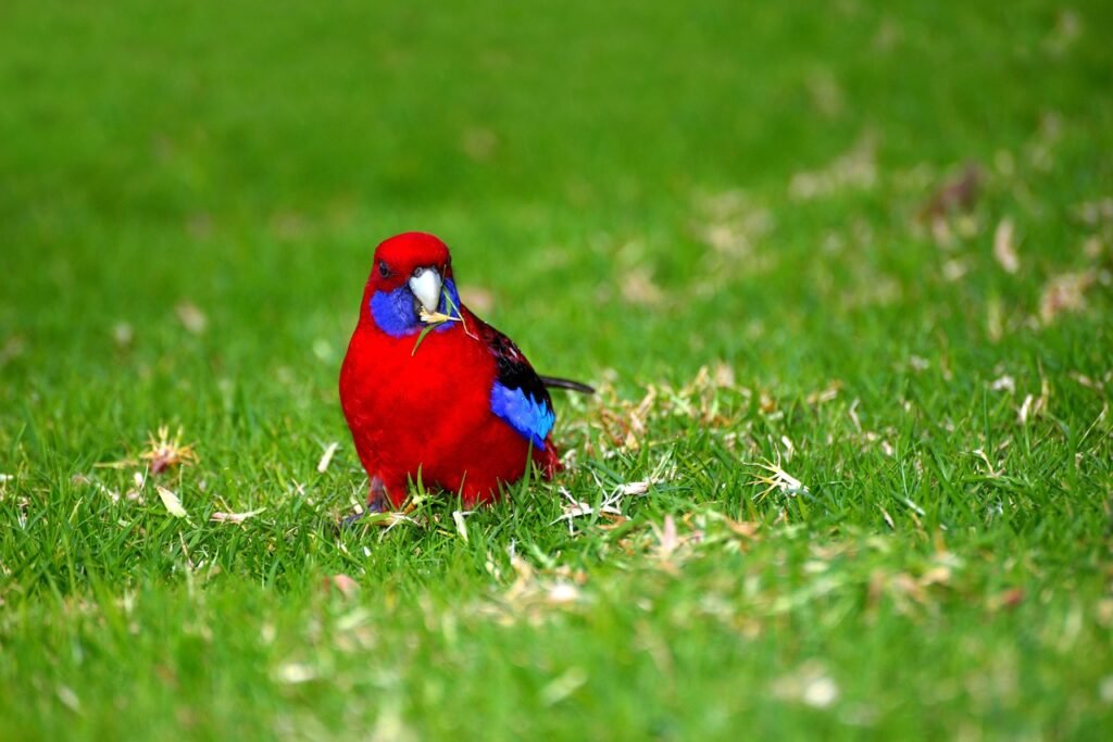 Spalvinga papūga, kuri puošia namus ir stebina charakteriu