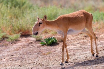 Saiga (antelope saiga): Vidurinės Azijos stepės gyventoja ir jos išlikimo iššūkiai