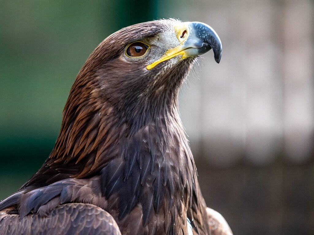 Didžiausi tikrųjų erelių priešai ir grėsmės