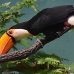 Tukanas: kas tai, kaip atrodo ir kur gyvena