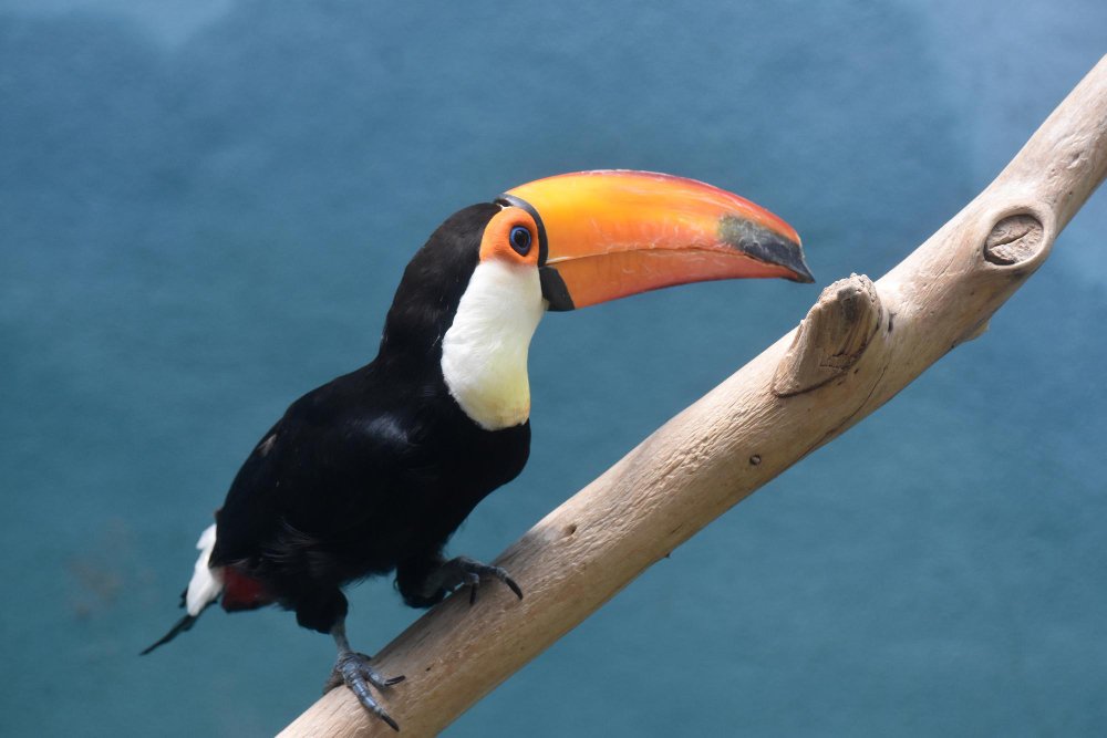 Tukano elgsena ir gyvenimo būdas