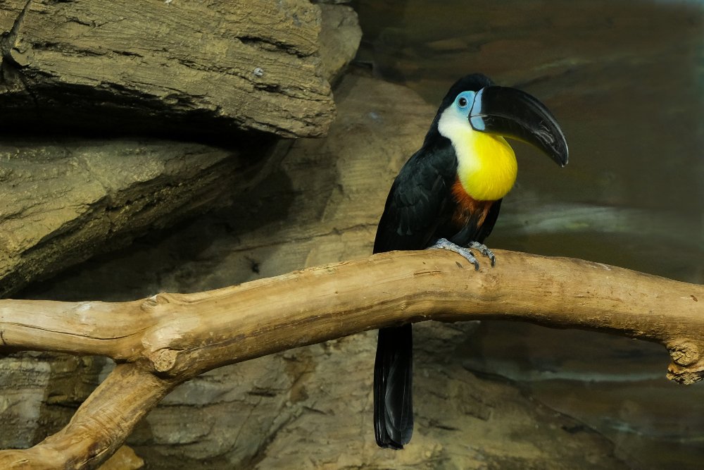 Tukanas kaip augintinis: ar tai geras pasirinkimas?