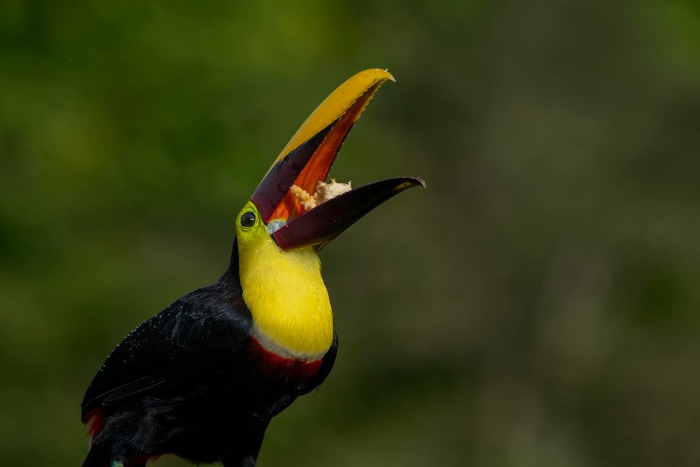 Tukano mityba: ką šie paukščiai iš tikrųjų ėda