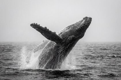 Pilkasis banginis: paplitimas ir migracijos keliai