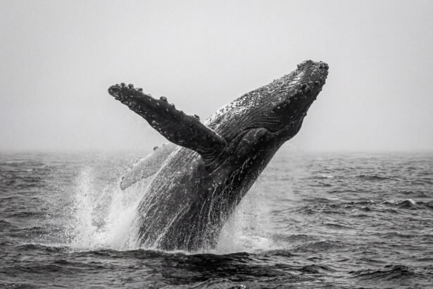 Pilkasis banginis: paplitimas ir migracijos keliai