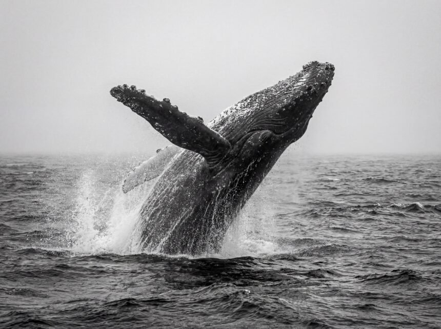 Pilkasis banginis: paplitimas ir migracijos keliai