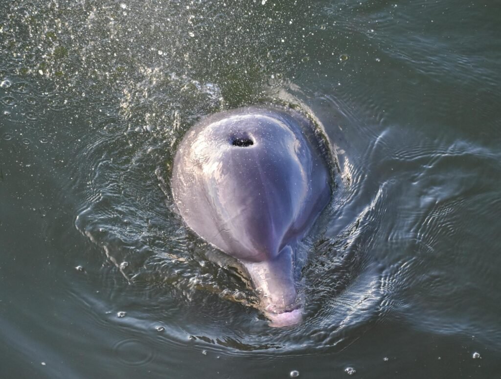 Kaip upiniai delfinai prisitaikę prie gyvenimo drumstuose vandenyse