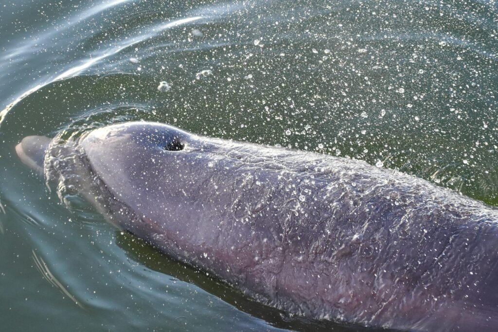 Kaip galime padėti upiniams delfinams