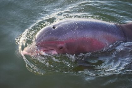 Upiniai delfinai: Amazonės, Gango ir kitos rūšys