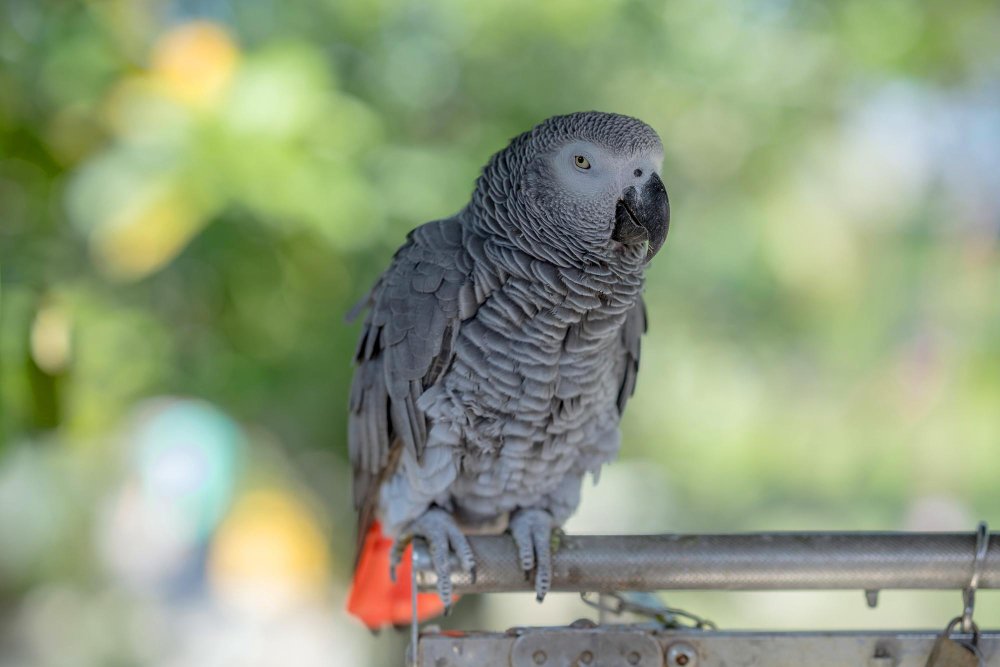 Protingas paukštis, kuriam reikia daug dėmesio