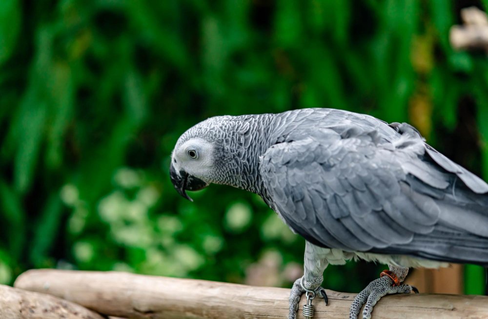 Žako papūgos gebėjimas kalbėti