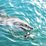 Keisčiausi rykliai: goblinas, kūjagalvis ir kitos išskirtinės rūšys