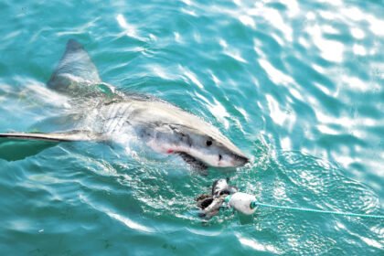 Keisčiausi rykliai: goblinas, kūjagalvis ir kitos išskirtinės rūšys