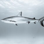 Ryklių rūšys: kūjagalvis, silkinis, mėlynasis ir kiti rykliai