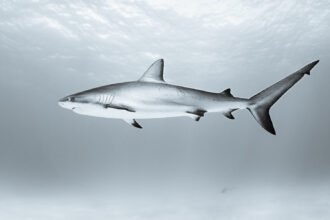 Ryklių rūšys: kūjagalvis, silkinis, mėlynasis ir kiti rykliai