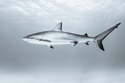 Ryklių rūšys: kūjagalvis, silkinis, mėlynasis ir kiti rykliai