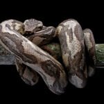 Didžiausios gyvatės pasaulyje: anakondos, smaugliai ir kiti milžinai